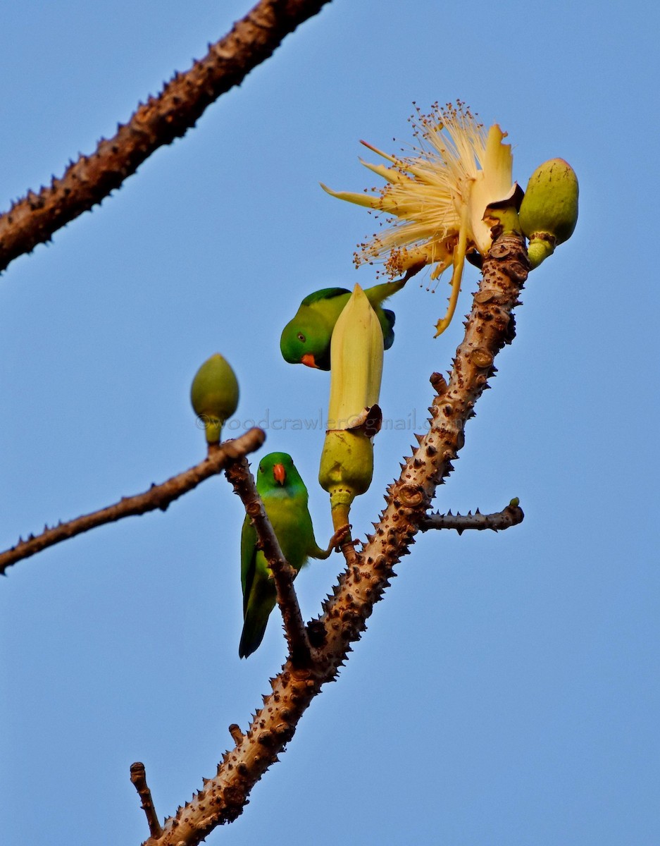 Vernal Hanging-Parrot - ML81260391