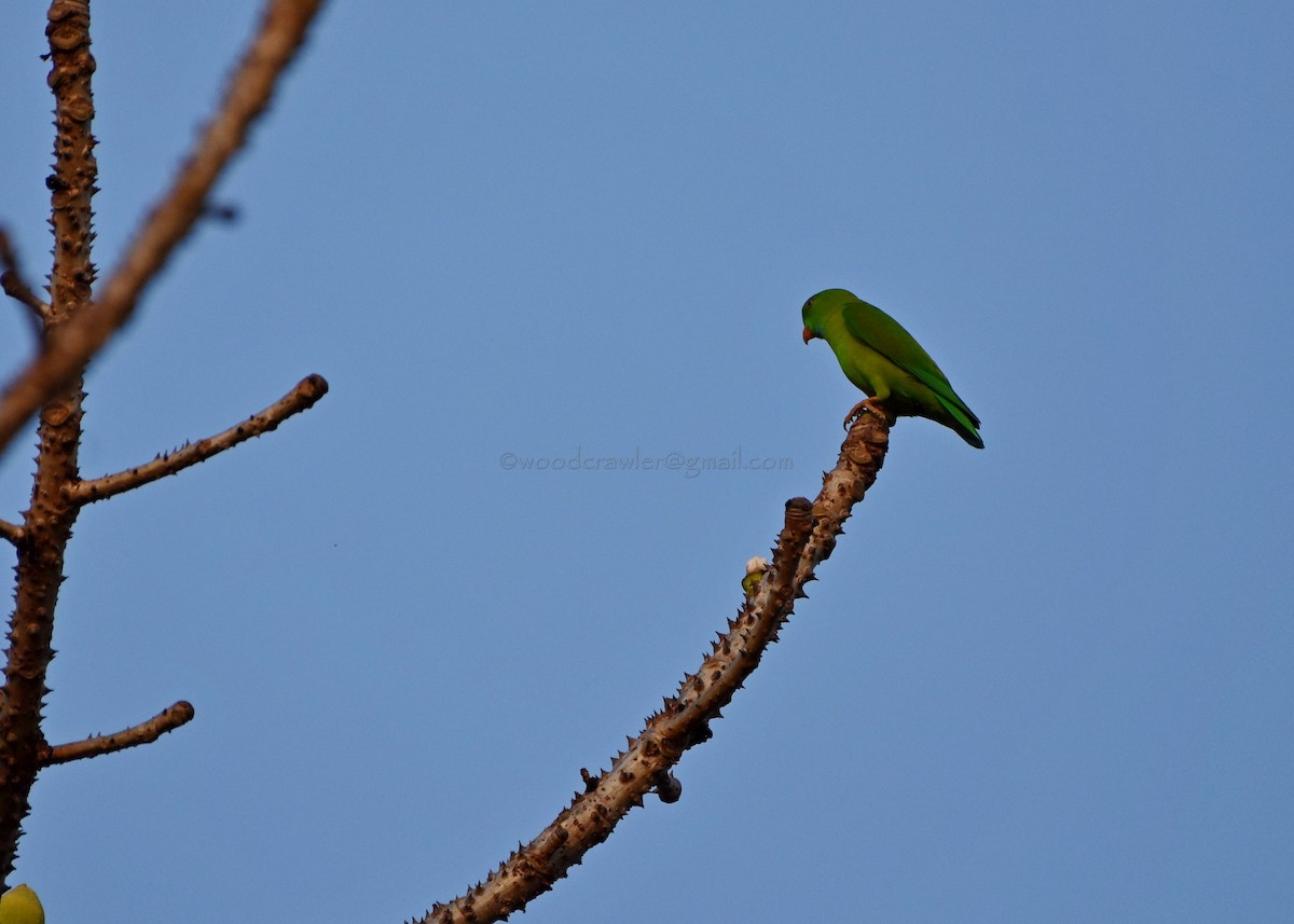 Vernal Hanging-Parrot - ML81260401