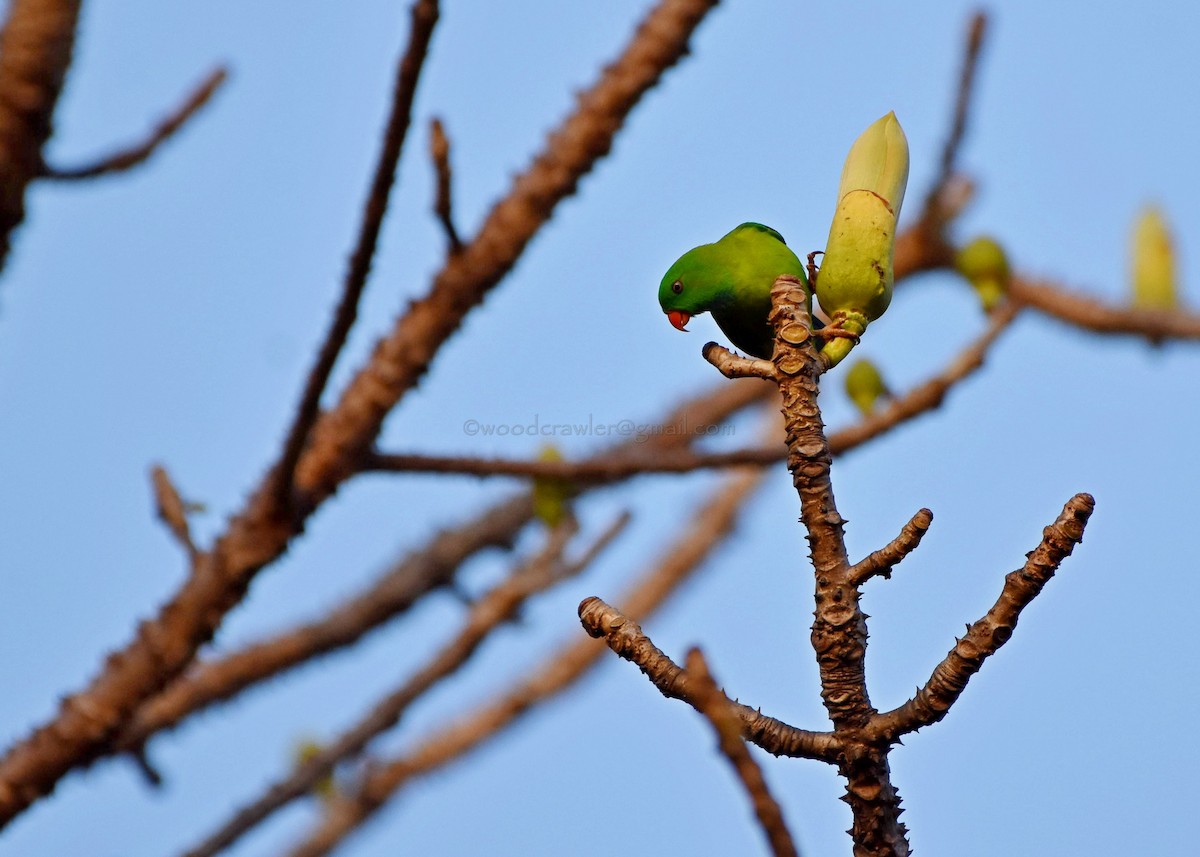 Vernal Hanging-Parrot - ML81260411