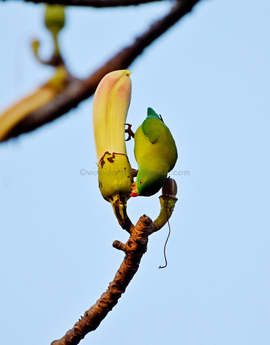 Vernal Hanging-Parrot - ML81260441