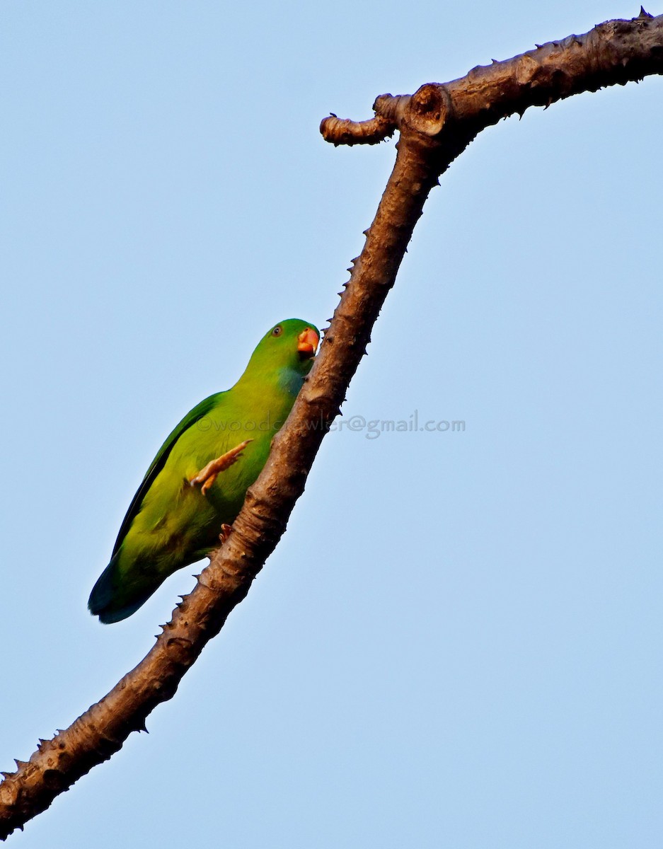 Vernal Hanging-Parrot - ML81260451