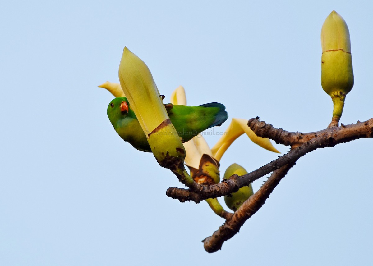 Vernal Hanging-Parrot - ML81260461