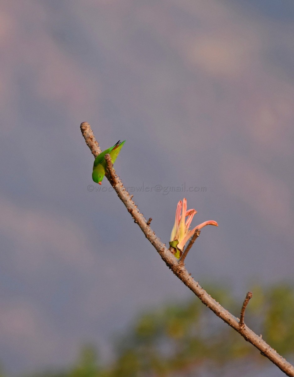 Vernal Hanging-Parrot - Rajesh Radhakrishnan