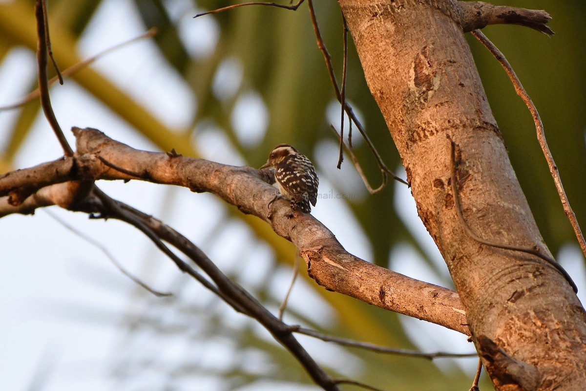 Brown-capped Pygmy Woodpecker - ML81260521