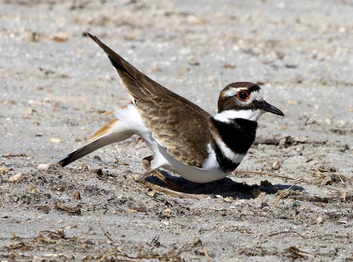 Killdeer - ML81264771