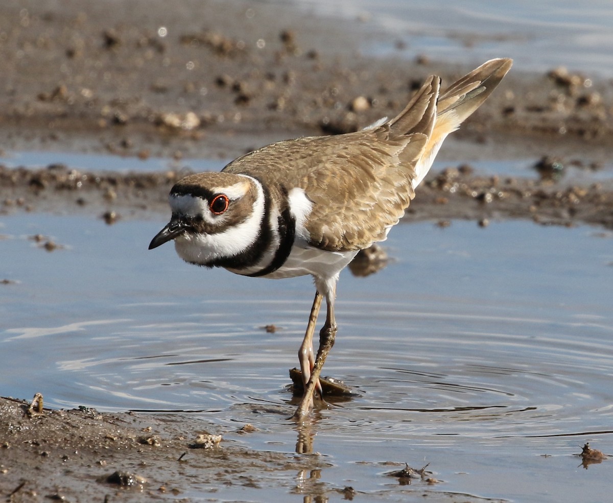 Killdeer - ML81264781