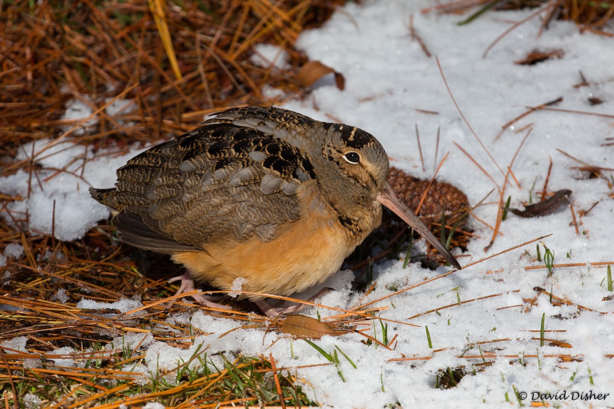 American Woodcock - ML81265771