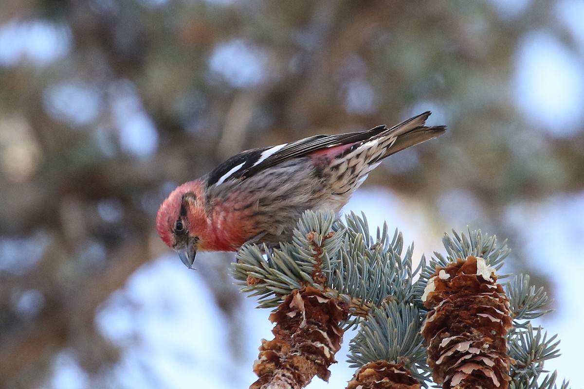 White-winged Crossbill - ML81266751