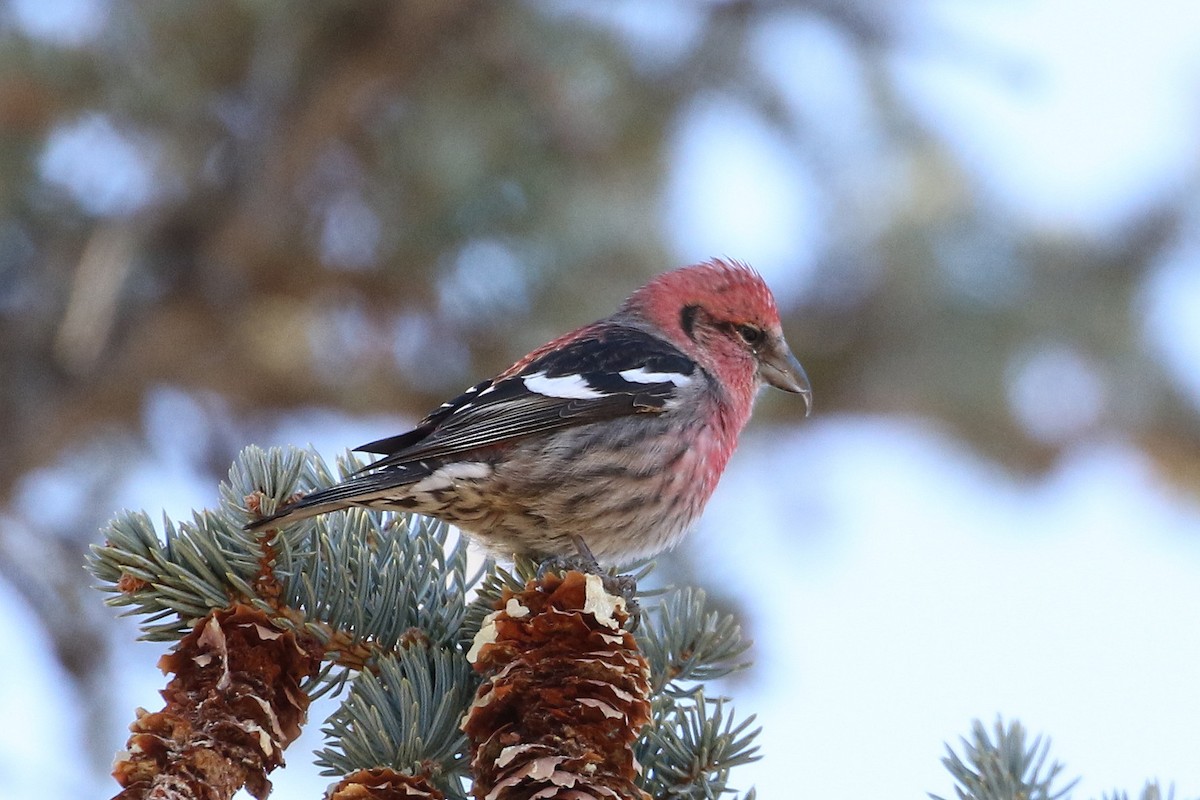 White-winged Crossbill - ML81266791