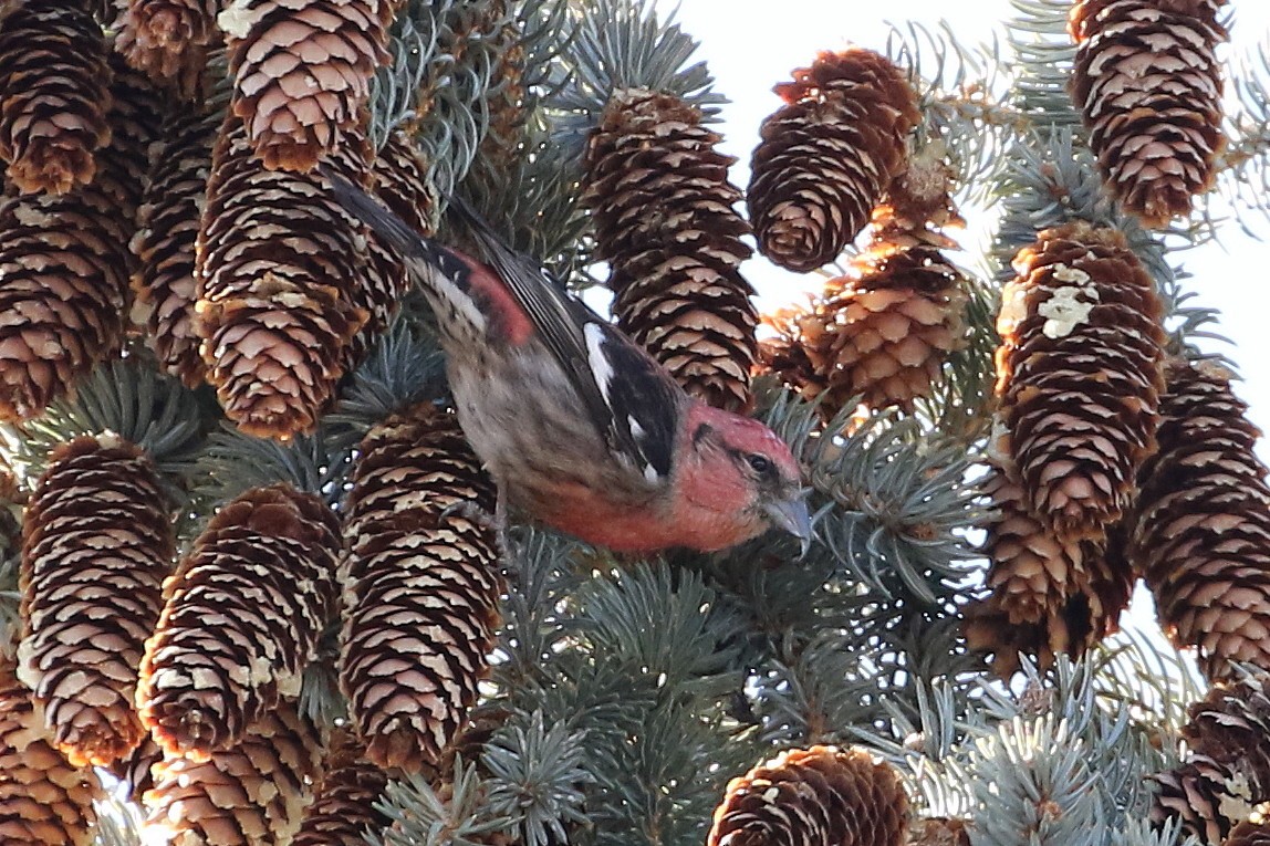 White-winged Crossbill - ML81266821