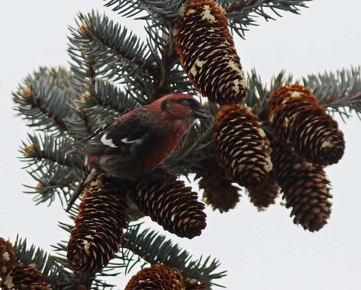 White-winged Crossbill - ML81268711