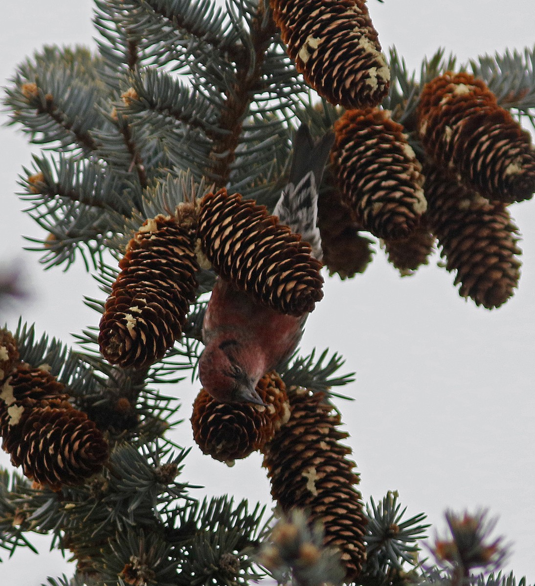 White-winged Crossbill - ML81268721