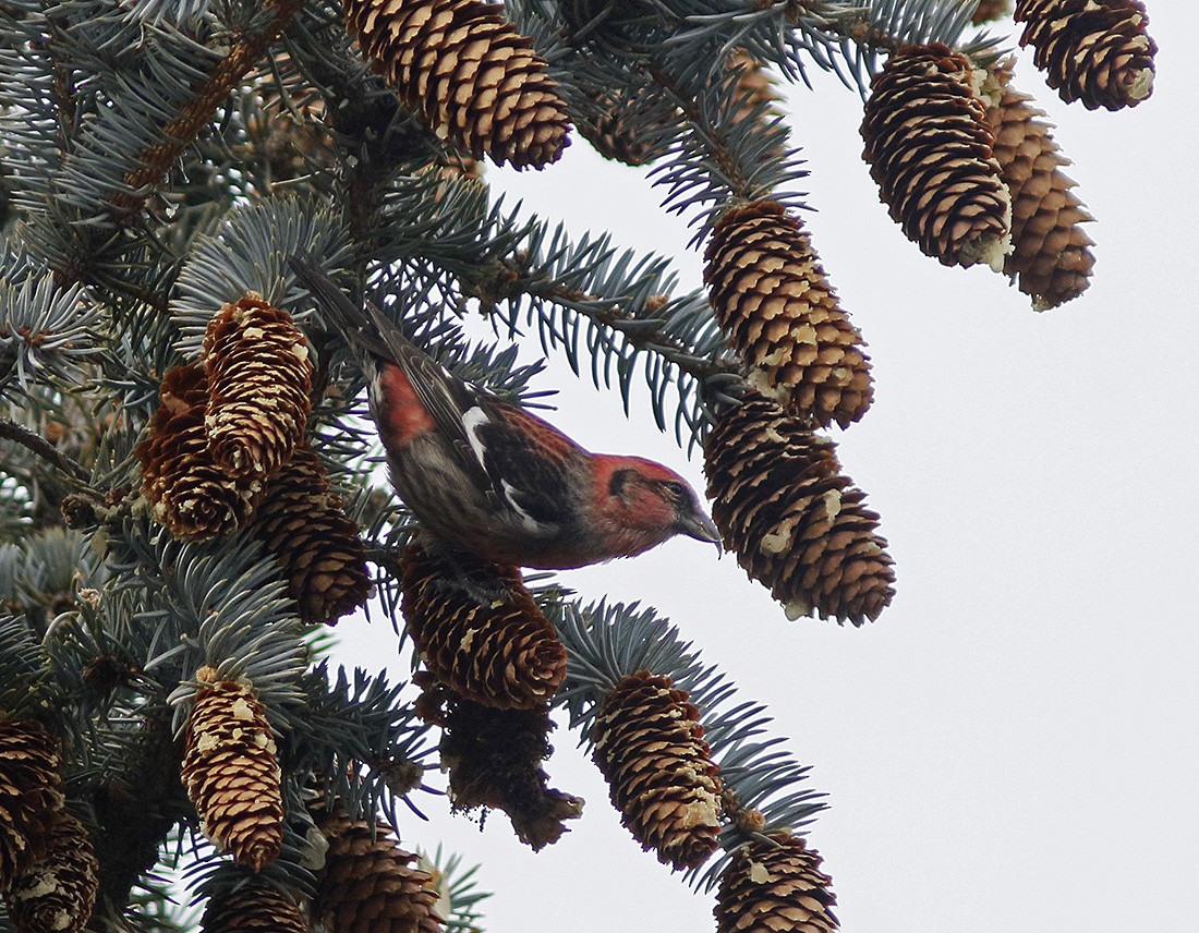 White-winged Crossbill - ML81268731