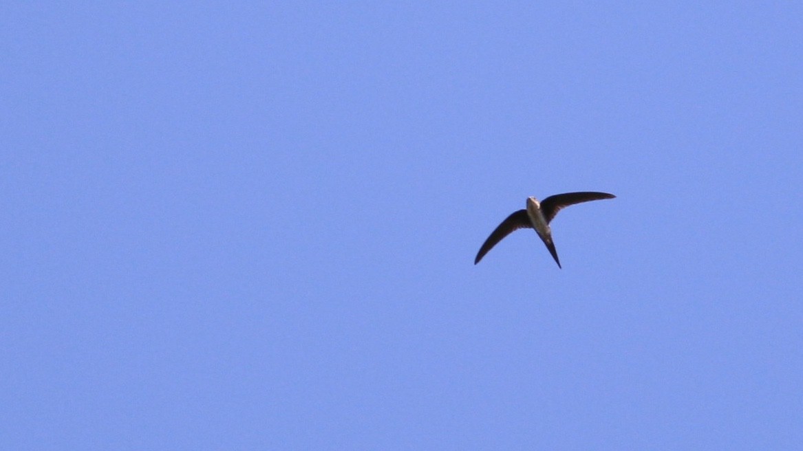 Fork-tailed Palm Swift - Alex Wiebe