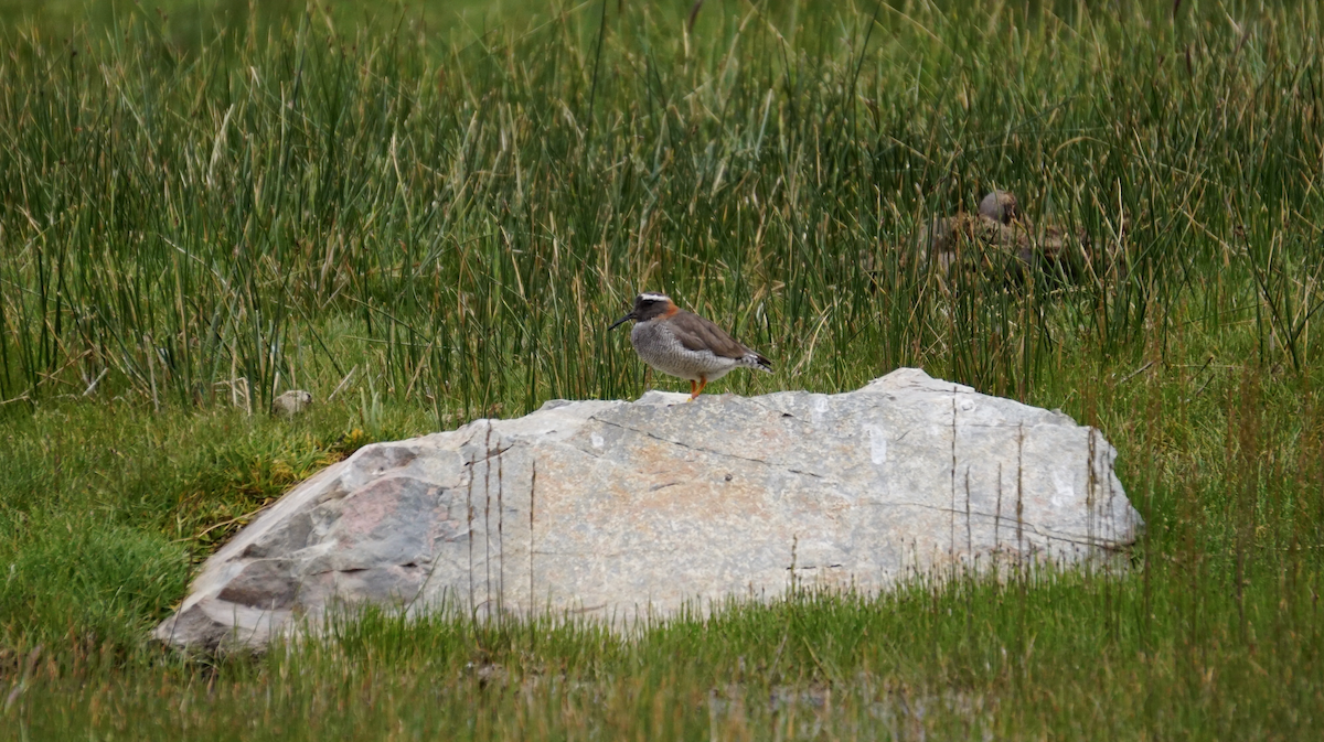 Diademed Sandpiper-Plover - ML81270511