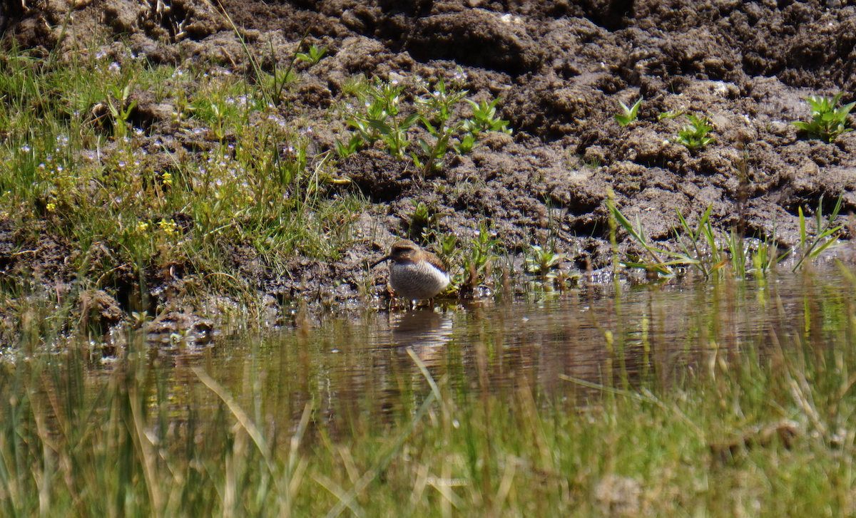 Diademed Sandpiper-Plover - ML81270551