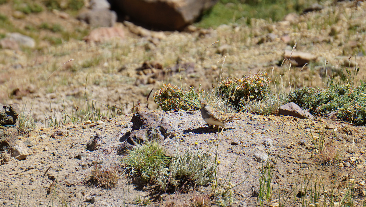 Gray-breasted Seedsnipe - ML81271751