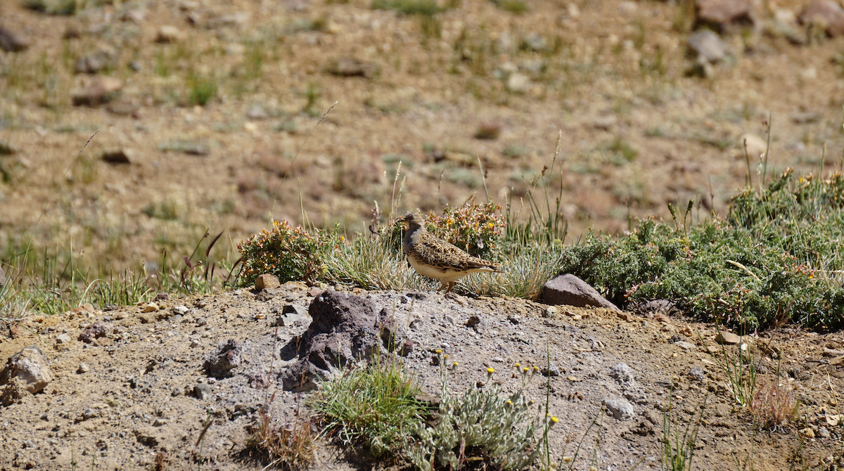 Gray-breasted Seedsnipe - Mª Fernanda  Mosqueira (Wudko)
