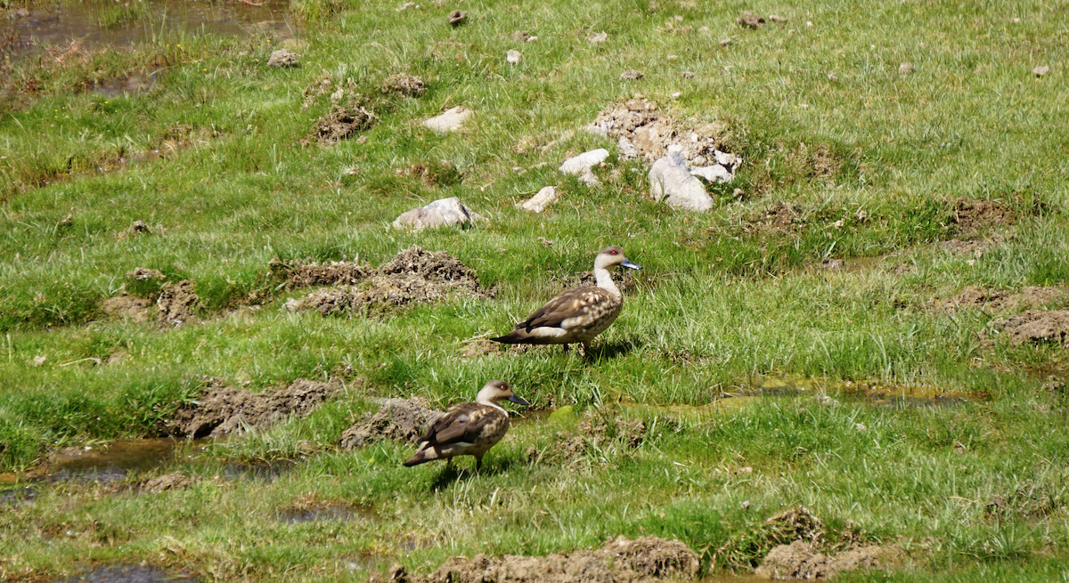 Crested Duck - ML81271991