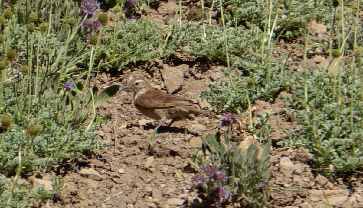 Scale-throated Earthcreeper - ML81272361