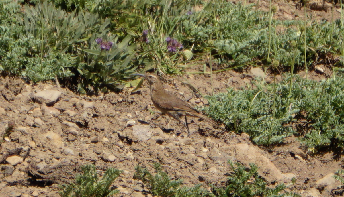 Scale-throated Earthcreeper - ML81272371