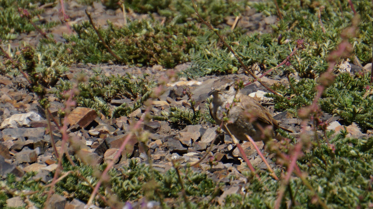 Creamy-rumped Miner - ML81273001