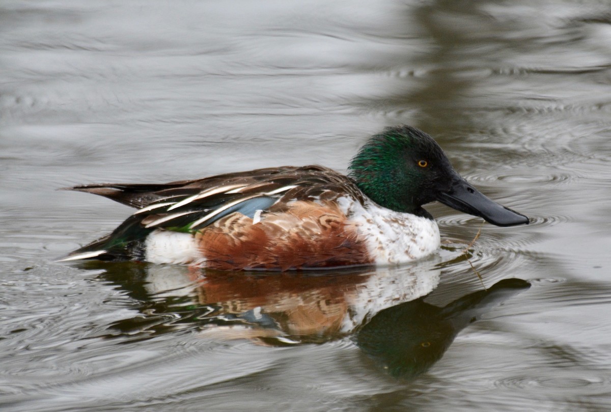 Northern Shoveler - Nate Brown