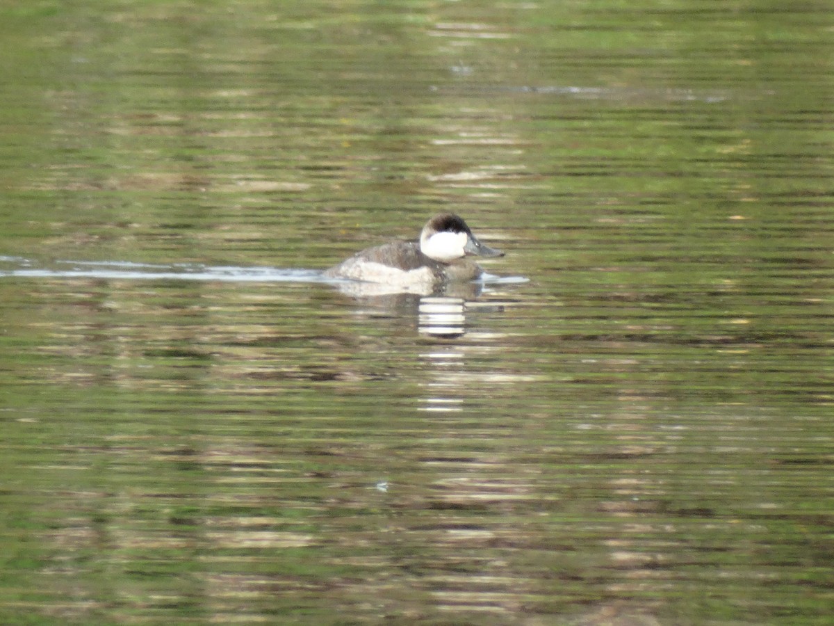 Ruddy Duck - ML81274731