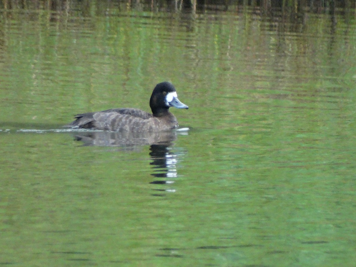 Greater Scaup - Paul Watson