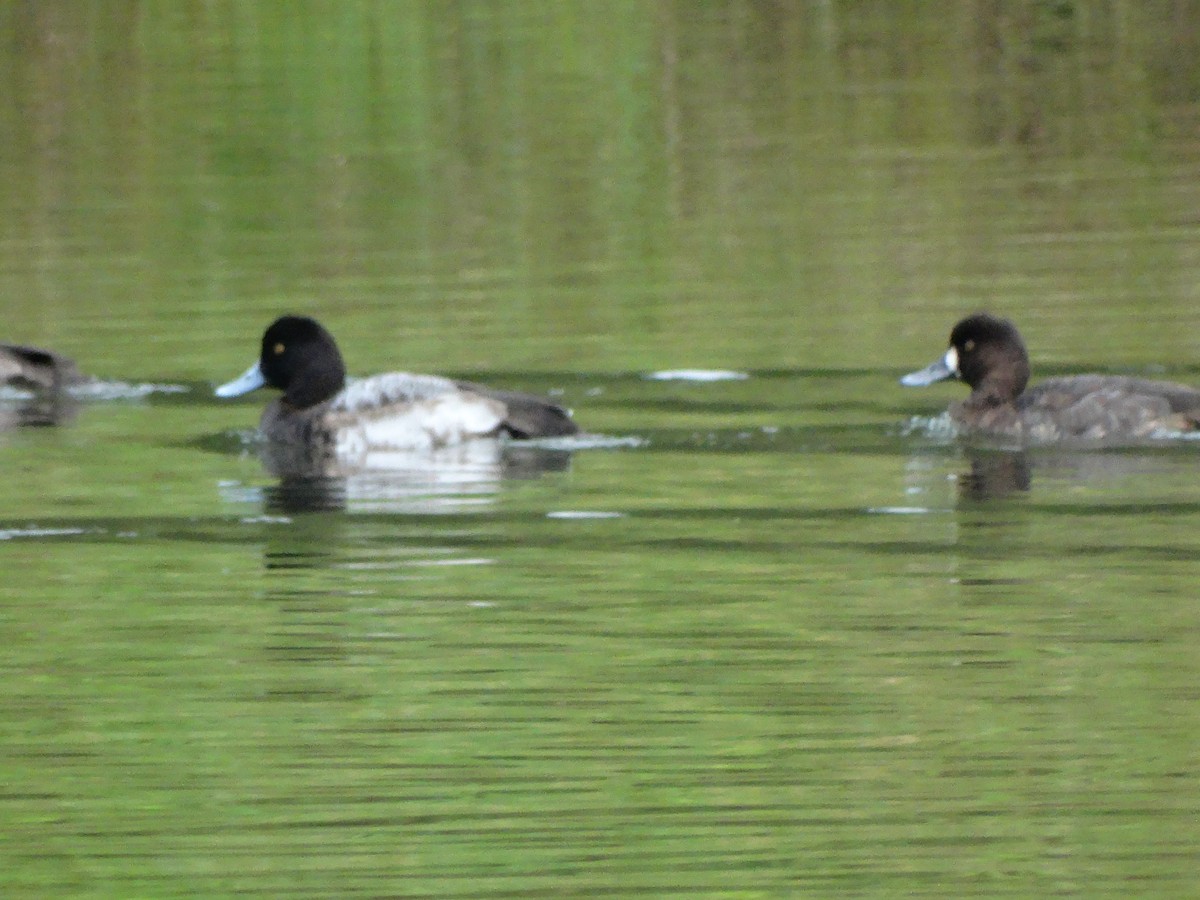 Lesser Scaup - Paul Watson