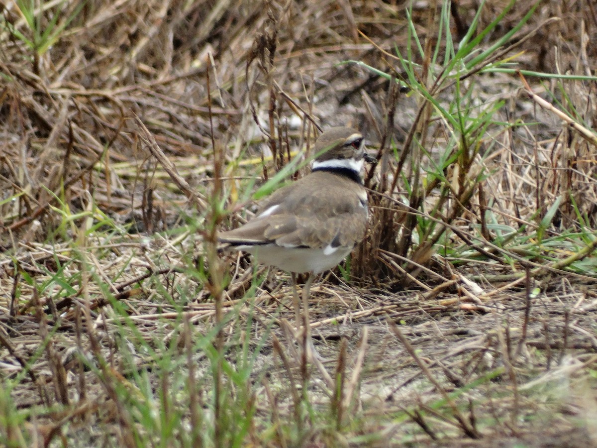 Killdeer - ML81275041