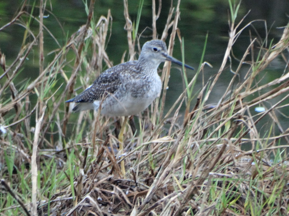 Greater Yellowlegs - Paul Watson