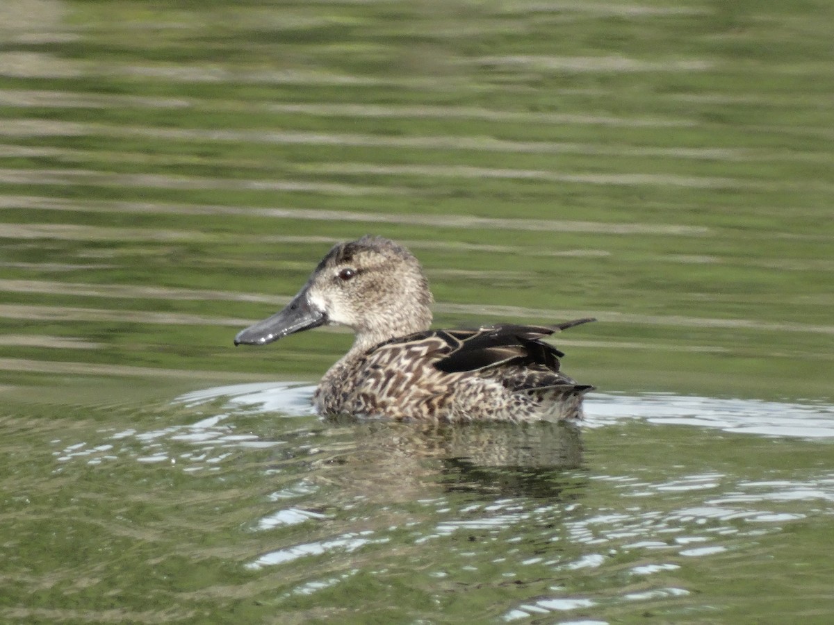 Blue-winged Teal - Paul Watson