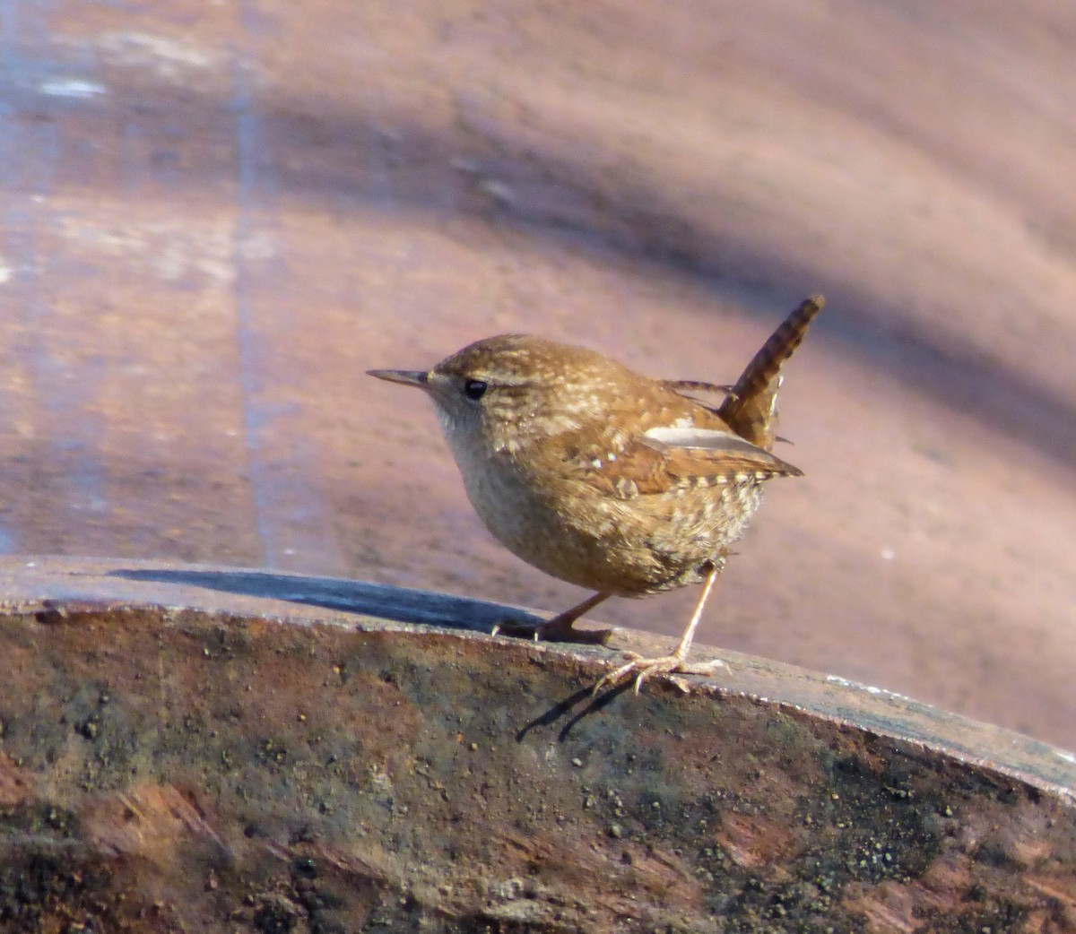 Winter Wren - ML81275531