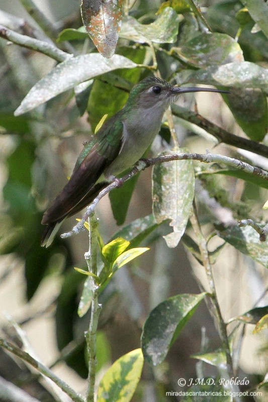 kolibřík šedoprsý - ML81275961