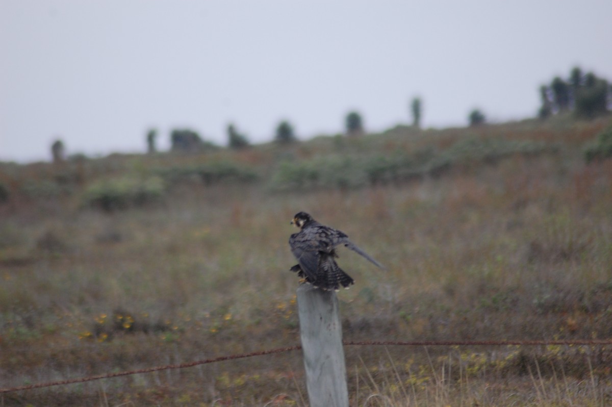 Peregrine Falcon - ML81276801