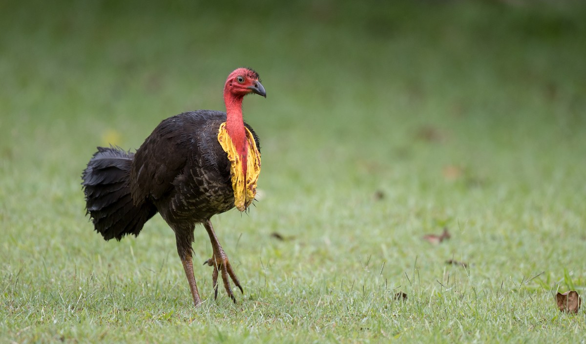 Australian Brushturkey - Ian Davies
