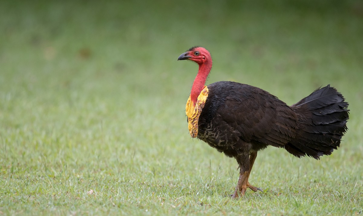 Australian Brushturkey - ML81277211