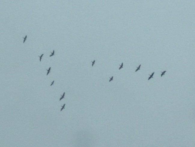 Cackling Goose - ML81277281