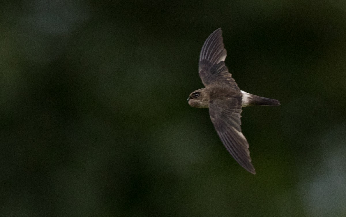 Australian Swiftlet - ML81277431