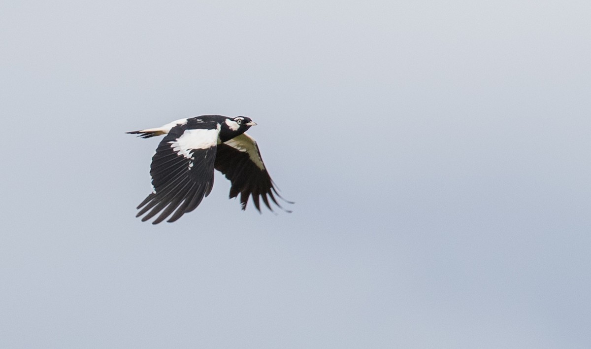 Magpie-lark - ML81277461