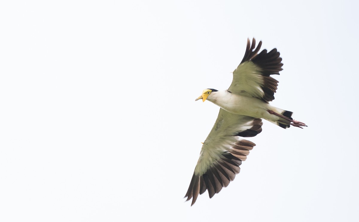 Masked Lapwing (Masked) - ML81277551