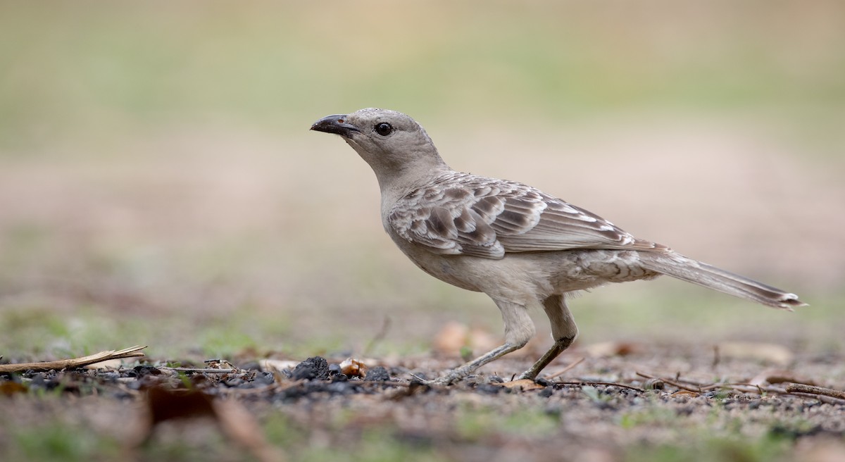 Great Bowerbird - Ian Davies
