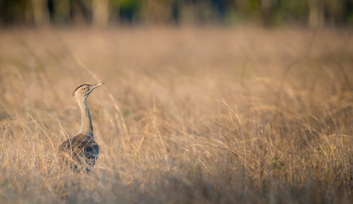 Australian Bustard - ML81279111