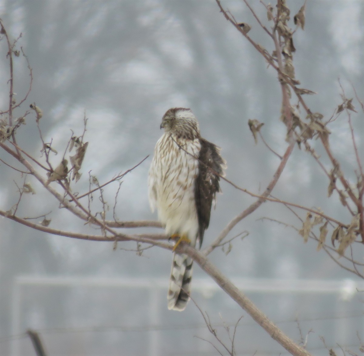 Cooper's Hawk - ML81279221