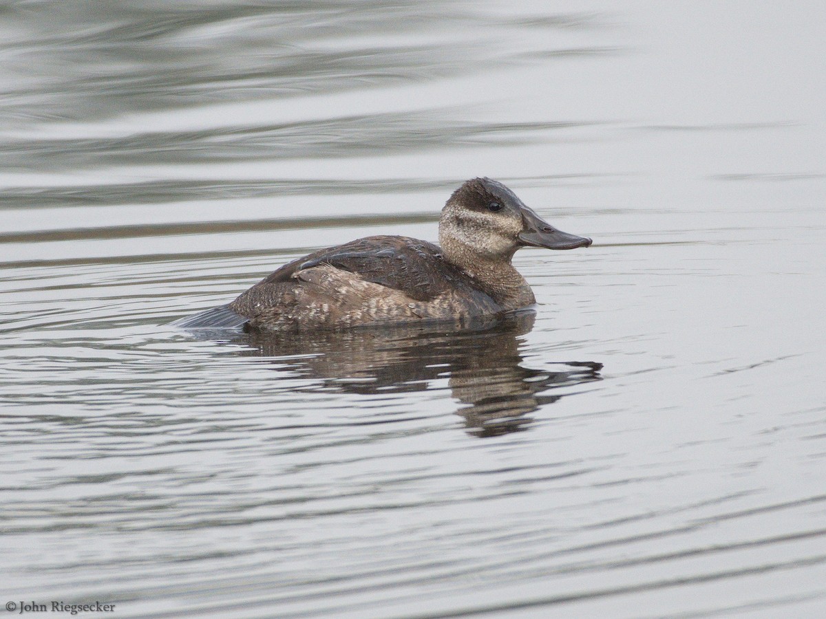 Ruddy Duck - John Riegsecker