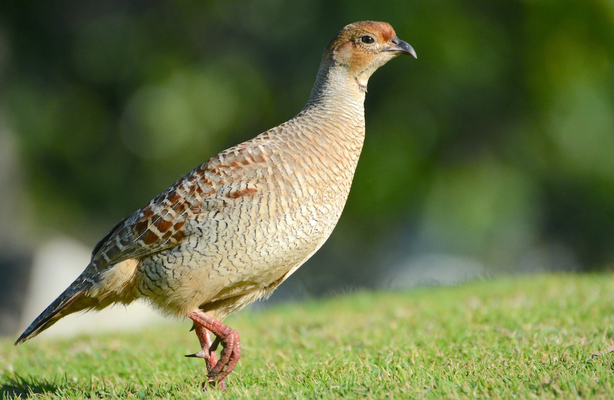 Gray Francolin - ML81280171