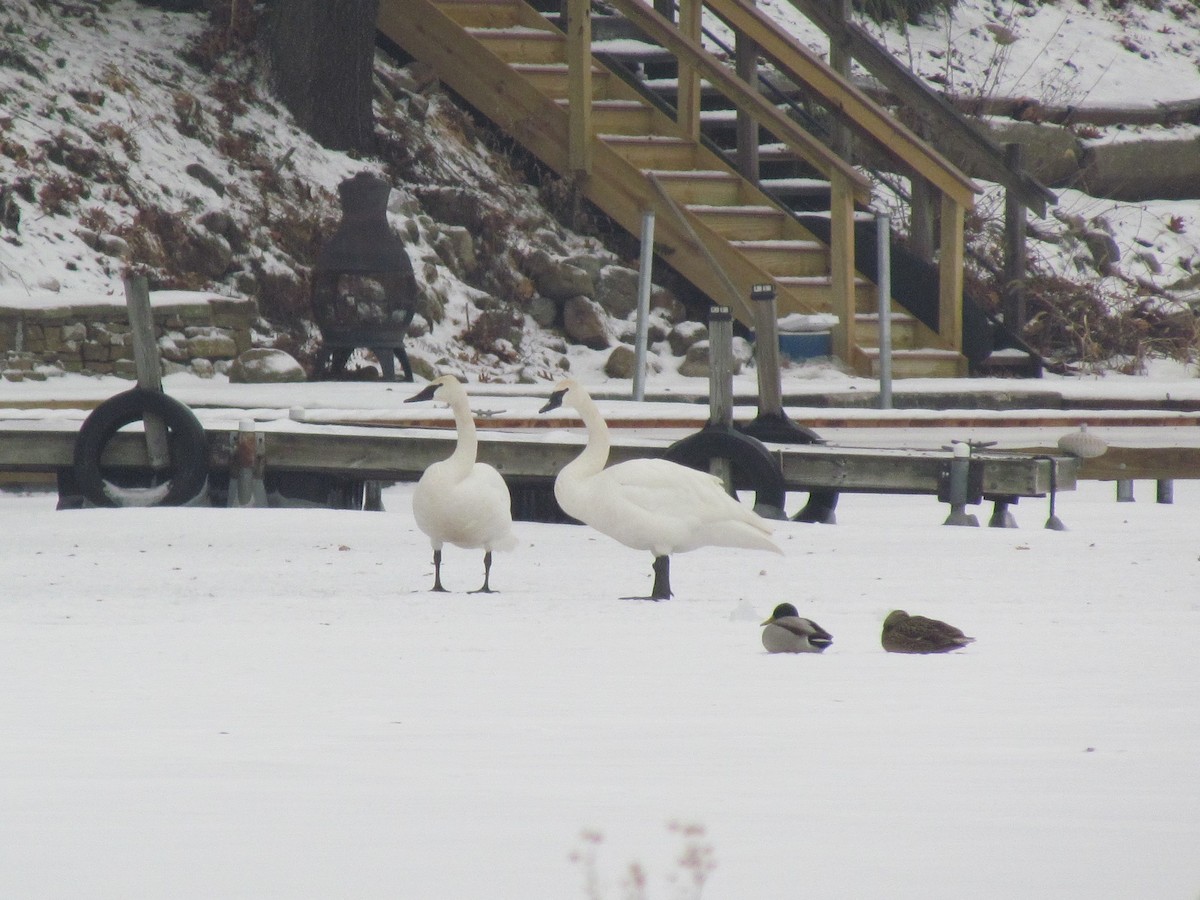 Trumpeter Swan - ML81280641