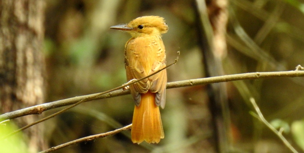 Tropical Royal Flycatcher (Pacific) - ML81281081