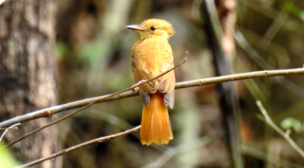 Tropical Royal Flycatcher (Pacific) - ML81281101